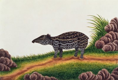 Tapir Joven de Malaca, de Dibujos de Animales, Insectos y Reptiles de Malaca, c.1805-18 de Chinese School